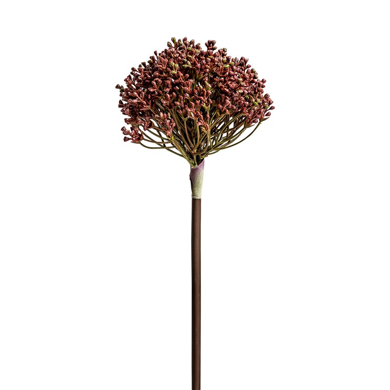 PLANTA ALLIUM