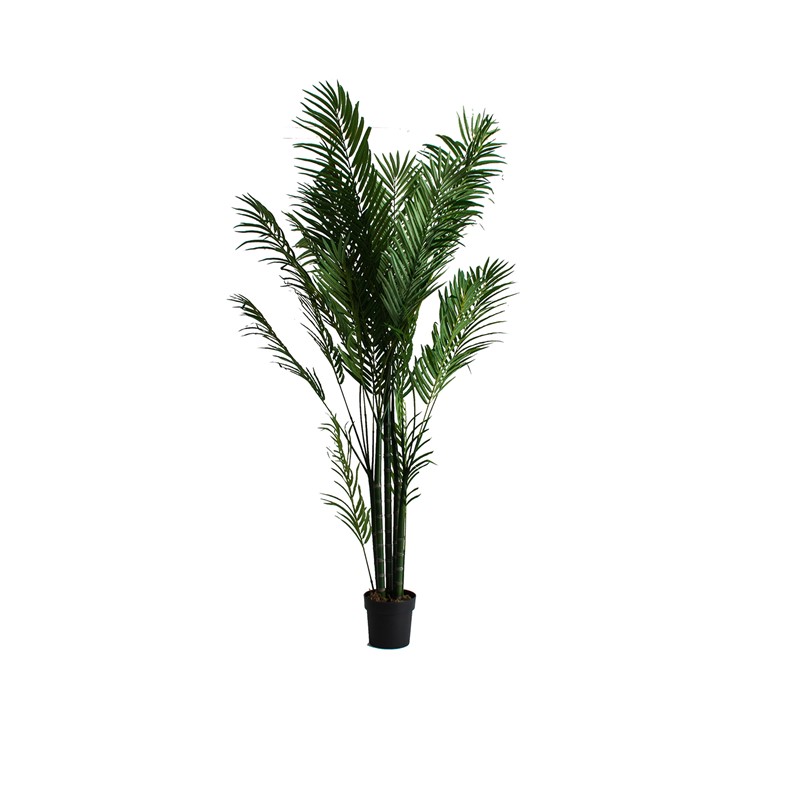 PLANTA PALMERA