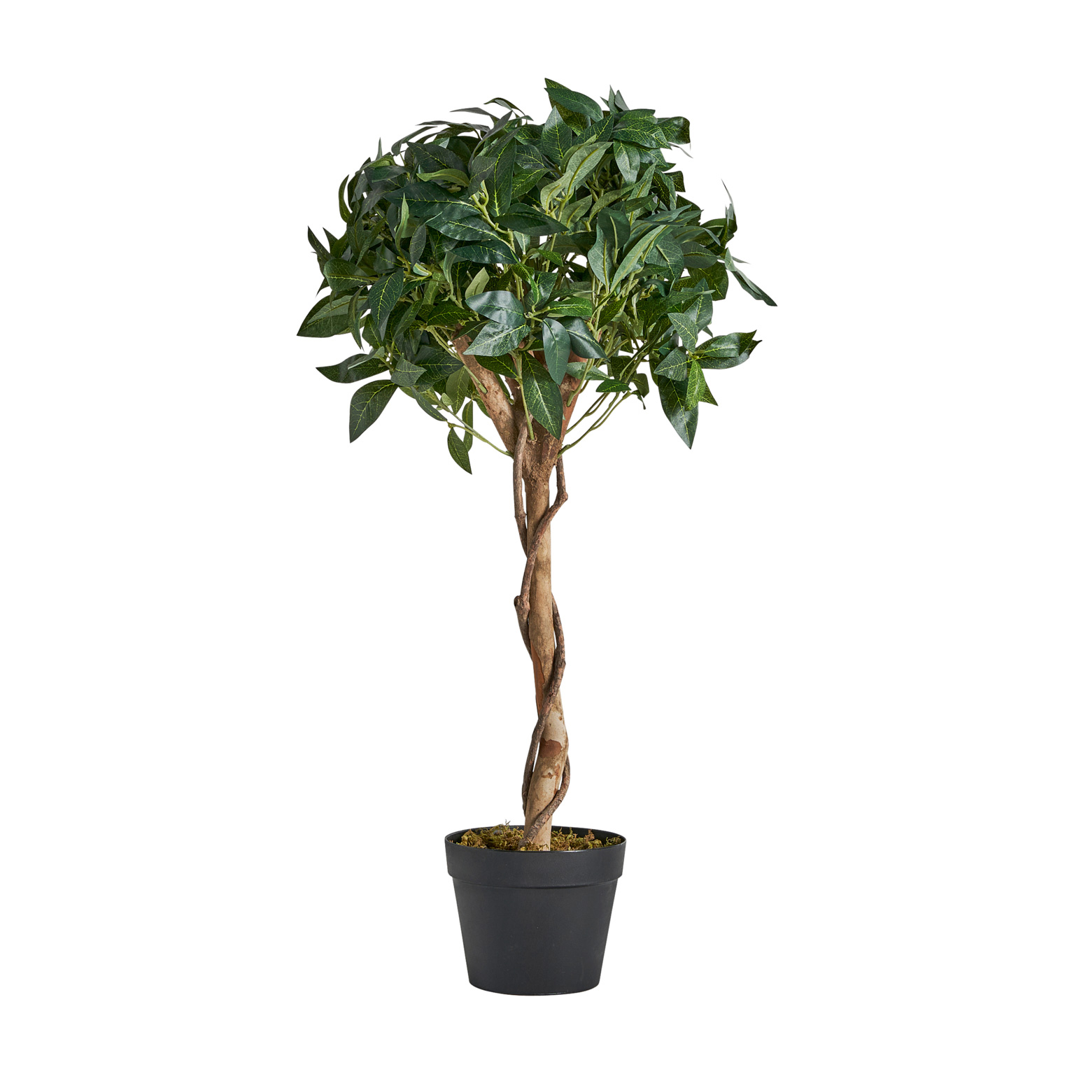 PLANTA LAUREL