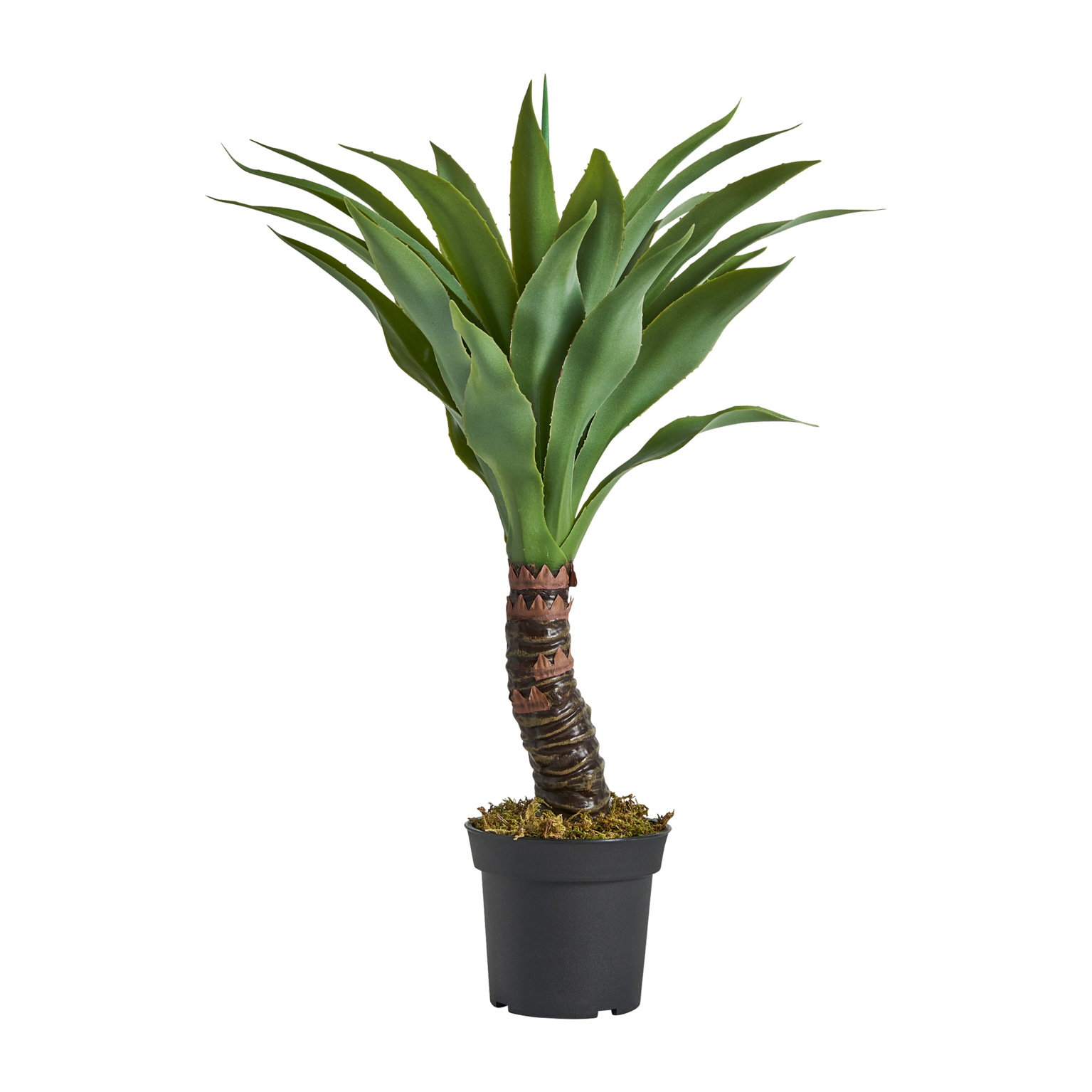 PLANTA YUCCA