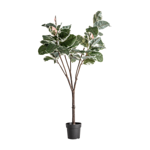 PLANTA ROBLE BLANCO
