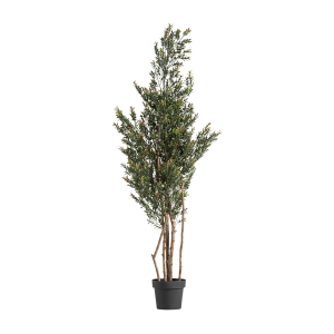 PLANTA BOJ